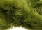 Olive Green Faux Fur by Trendy Luxe